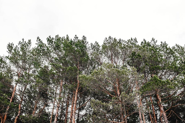 A closeup shot of several trees under the clouded sky - Foto, imagen