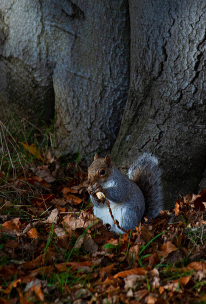 Zbliżenie fotografia wschodni szary wiewiórka (Sciurus carolinensis) patrzał je żołędzia pod drzewem na jesieni. Te zwierzęta są inwazyjne w Wielkiej Brytanii, gdzie zrobiono to zdjęcie. Dominowali nad czerwonymi. - Zdjęcie, obraz