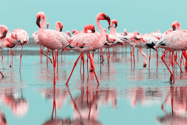 Oiseaux sauvages africains. Groupe d'oiseaux de flamants roses africains marchant autour de la lagune bleue par une journée ensoleillée - Photo, image