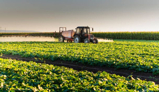 Tractor spraying pesticides on vegetable field  with sprayer at spring - Photo, Image