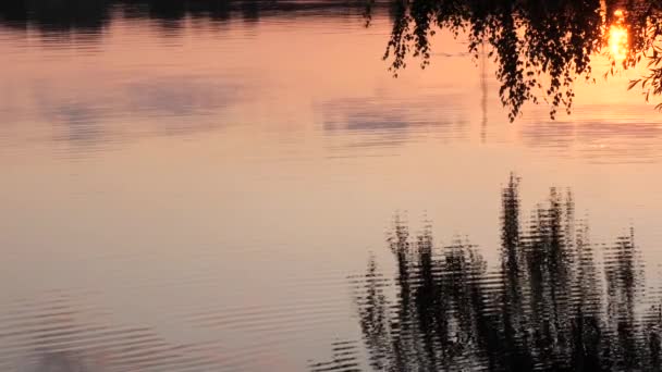 étendue d'eau sur le lac dans la soirée - Séquence, vidéo