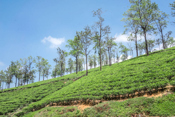 Tea plantation in Sri Lanka beautiful landscape - Photo, Image