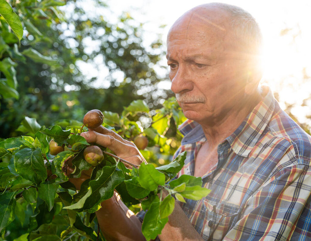 Concepto agrícola. El agricultor comprueba la calidad de la nueva cosecha de manzanas en el huerto
 - Foto, Imagen