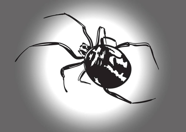 hämähäkki eristetty valkoisella pohjalla - Vektori, kuva