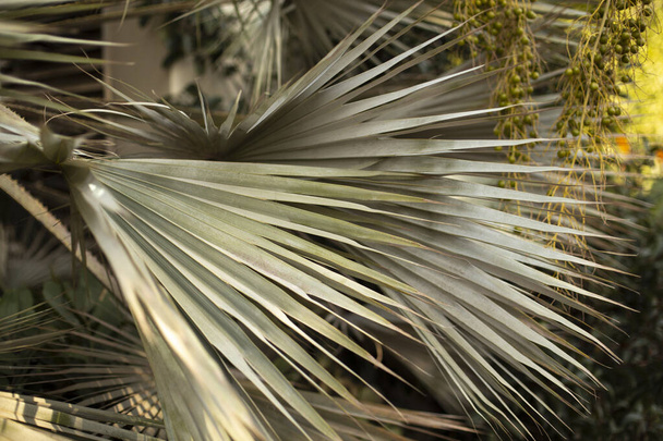 Closeup tropical palm branches Botanical, natural background - Фото, изображение