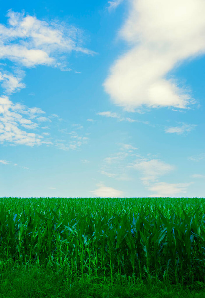 Endloses grünes Maisfeld erstreckt sich in den fernen Horizont, dramatische weiche Wolken wirbeln über einem großen blauen Himmel. - Foto, Bild