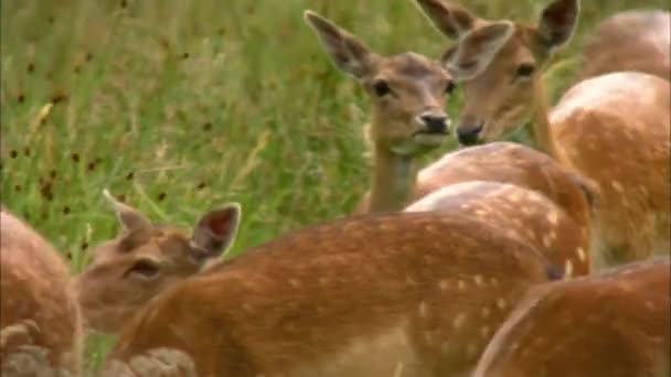 Fallow deer, or European fallow deer (Dama dama) stag of average size, common in Europe and Asia. It is characterized wide horns, especially in Mature males, and spotted a summer color. - Footage, Video
