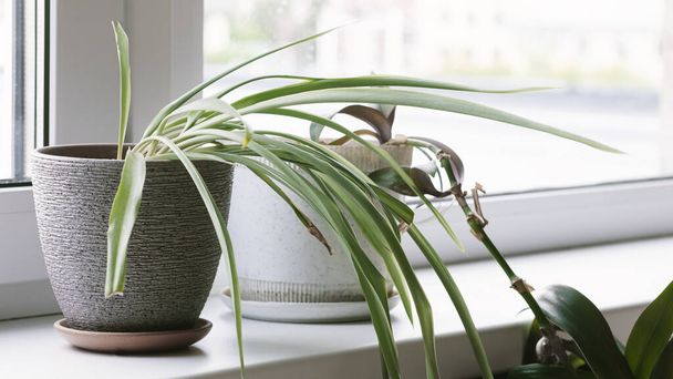 Chlorophytum comosum home plant stands in a flower pot on the windowsill. Home plants care concept. Decorative plant for home - Photo, Image