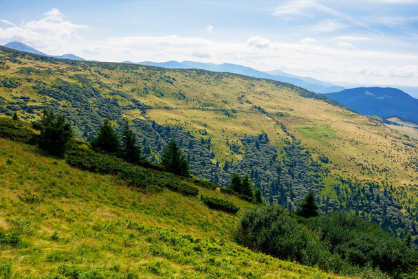 hills and valleys of carpathian mountains. trees and bushes on the grassy slopes.  beautiful landscape on a sunny day. clouds on the blue sky - Fotografie, Obrázek