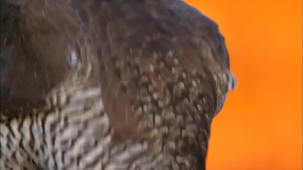 Northern goshawk is a species of bird of prey in the Goshawk family, widely distributed in Europe, Asia and North America.The northern goshawk are the largest species of the Goshawk - Footage, Video