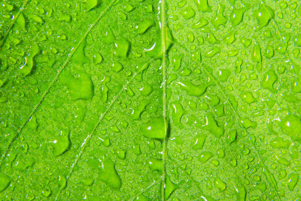 Gotas de fondo macro sobre hojas verdes
 - Foto, Imagen