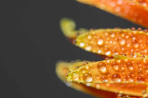 Gotas de agua sobre pétalos de flor naranja
 - Foto, Imagen