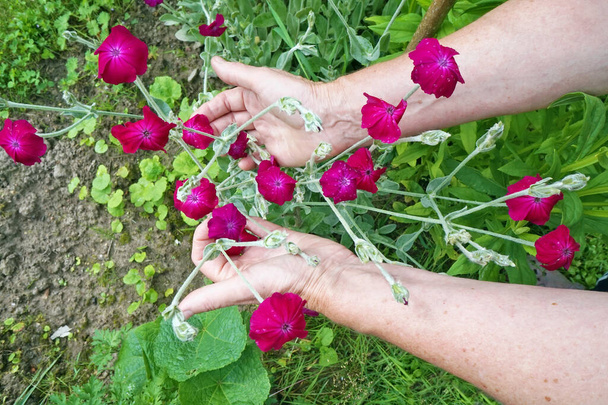  A vidéki munkás keze kerti szegfű fűszernövényeit szedi feldolgozásra - Fotó, kép