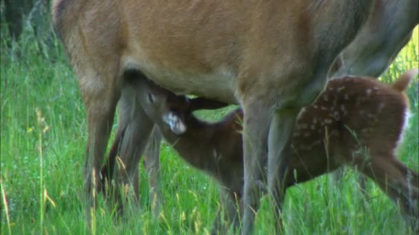 damherten (Dama dama) herten van gemiddelde grootte, algemeen in Europa en Azië. Het wordt gekenmerkt brede hoorns, vooral in volwassen mannen, en gespot een zomerse kleur. - Video