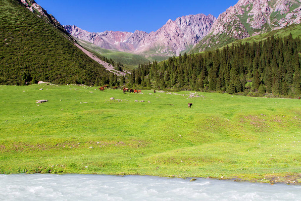 Οροπέδιο Alatau στο Tian Shan βουνά, Karakol, Κιργιζία, Κεντρική Ασία - Φωτογραφία, εικόνα