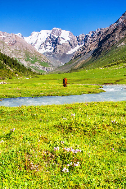 Plateau van Alatau in het Tian Shan gebergte, Karakol, Kirgizië, Centraal-Azië - Foto, afbeelding