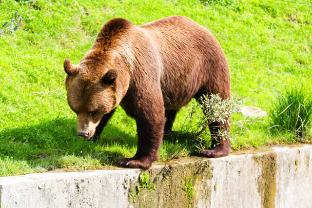 Een bruine beer in een dierentuin in Bern, Zwitserland. Bruine beren zijn het symbool van de stad - Foto, afbeelding