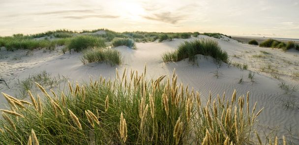 Пляж с песчаными дюнами и травой маррам с мягким закатным светом. Скаген Нордстранд, Дания. Скагеррак, Каттегат
. - Фото, изображение