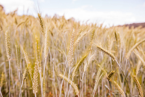 Campos de trigo dourado no dia de verão. Agricultura, paisagem rural
  - Foto, Imagem