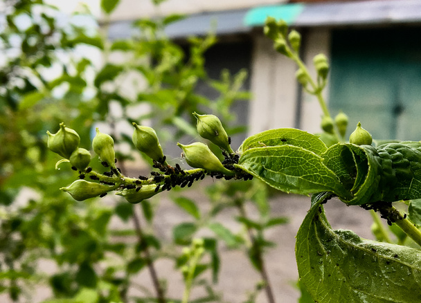 I principali parassiti di ciliegie e ciliegie sono afidi ciliegia appaiono in primavera..  - Foto, immagini