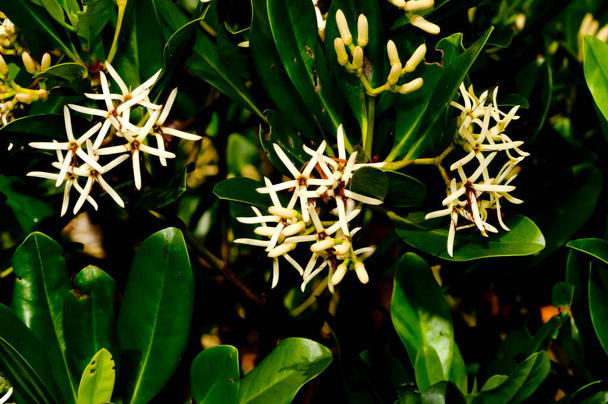 fiore bianco di Mangrovia (Kandelia obovata). - Foto, immagini