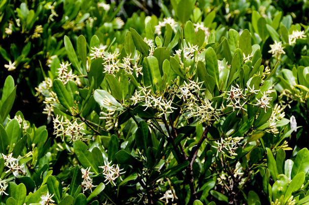 flor blanca del manglar (Kandelia obovata
). - Foto, imagen