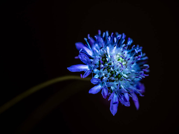 Flor azul en fondo oscuro
 - Foto, imagen