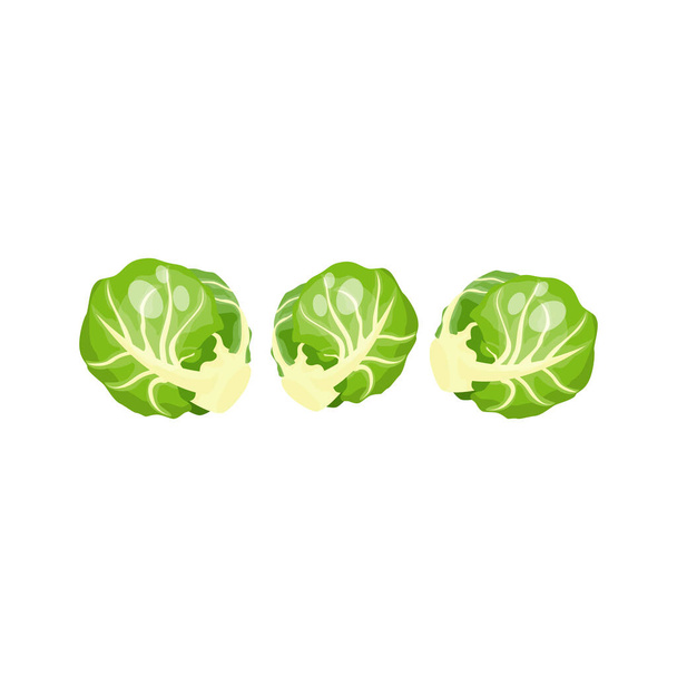 Cartoon čerstvé organické zelené bruselské klíčky ikona. vektorová ilustrace. - Vektor, obrázek