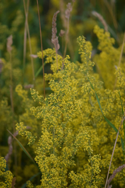 real Bedstraw on the Edge of a Stream - Photo, Image
