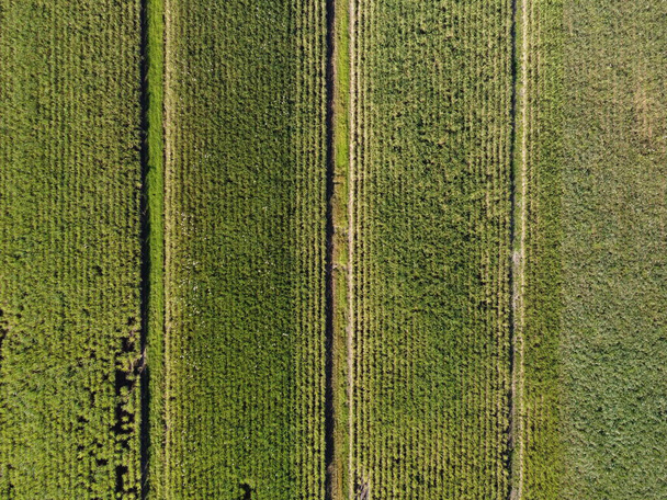 Arriba aérea hermosa vista agrícola de un paisaje de filas de caña de azúcar verde en campo abierto
 - Foto, imagen