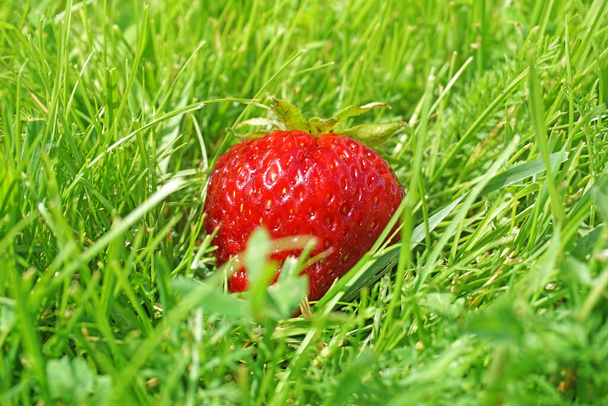 Strawberry berry. Strawberries on green grass in farmer garden in the bright rays of the sun.                                                               - Foto, Imagen