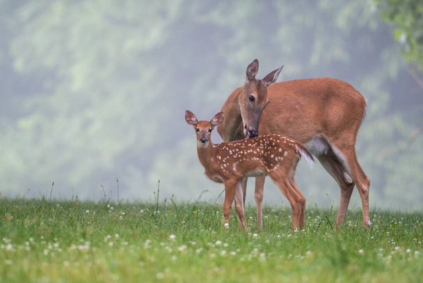 White-tailed deer doe grooms its fawn in a meadow on a foggy summer morning. - Valokuva, kuva