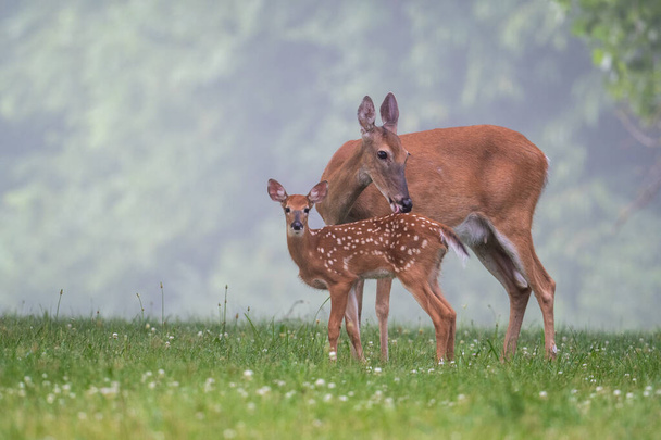 White-tailed deer doe grooms its fawn in a meadow on a foggy summer morning. - Foto, Bild