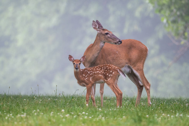 White-tailed deer doe grooms its fawn in a meadow on a foggy summer morning. - Foto, afbeelding