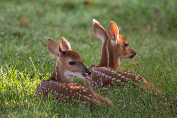 Two white-tailed deer twin fawns bedded down in an open meadow on a summer morning - Fotografie, Obrázek