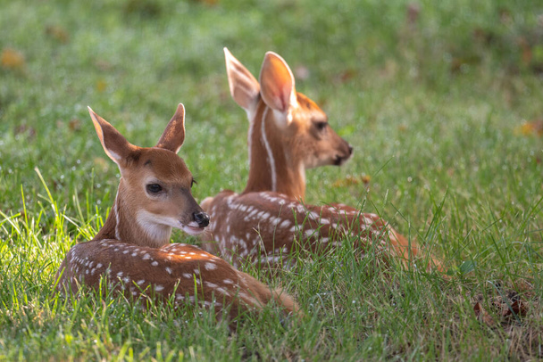 Two white-tailed deer twin fawns bedded down in an open meadow on a summer morning - Фото, зображення