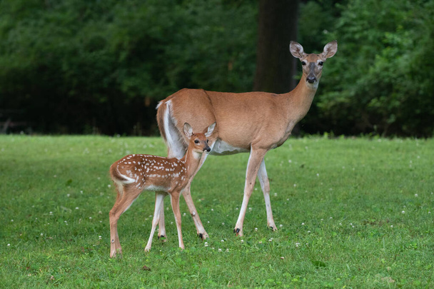 Whitetailed deer fawn and doe in an open field in summer - Foto, afbeelding