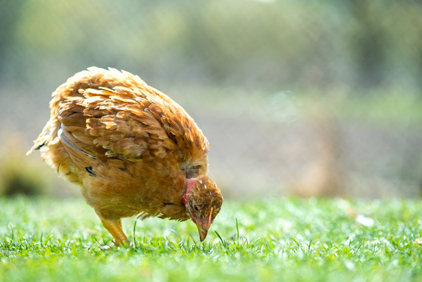 La gallina se alimenta de corrales rurales tradicionales. Primer plano de pollo de pie en el corral con hierba verde. Concepto de cría de aves de corral. - Foto, imagen
