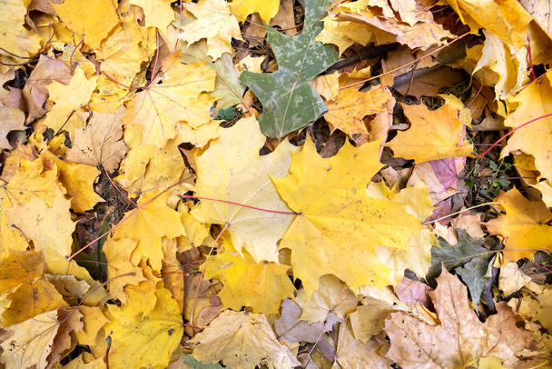 Gros plan de nombreuses feuilles jaunes tombées couvrant le sol dans le parc d'automne. - Photo, image