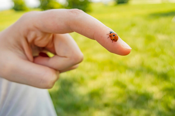 ladybird on finger in nature - Photo, Image