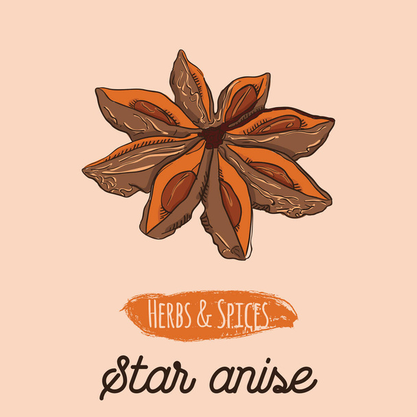 Hand Drawn Colorful Herbs and Spices Star Anise - Vector, Image