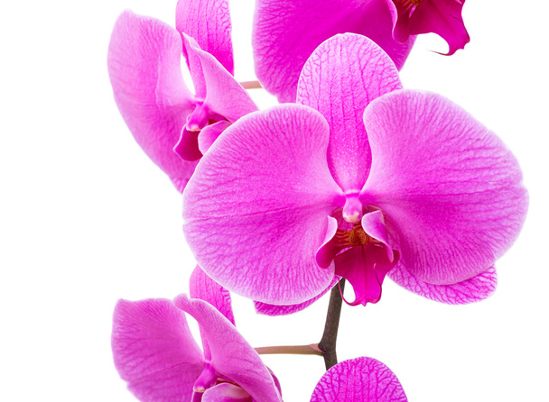 Orchid radiant flower close up - Photo, Image