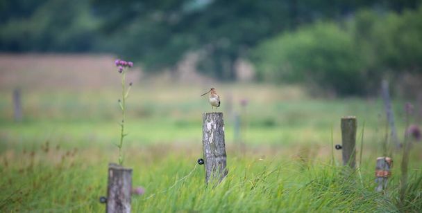 The Common Snipe Gallinago gallinago buscando comida en el prado y moscas y se sienta en postes de madera, la mejor foto - Foto, imagen