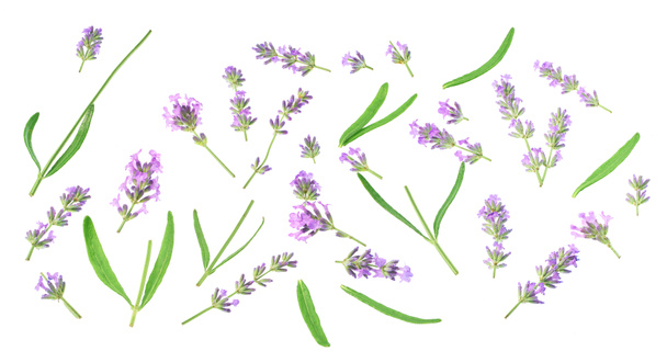 Joukko kukkia ja lehtiä laventeli. Kokoelma laventeli kukkia valkoisella pohjalla. - Valokuva, kuva