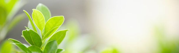 Close-up mooie aantrekkelijke natuur uitzicht op groen blad op wazig groen achtergrond in de tuin met kopieerruimte met behulp van als achtergrond natuurlijke groene planten landschap, ecologie, verse cover page concept. - Foto, afbeelding