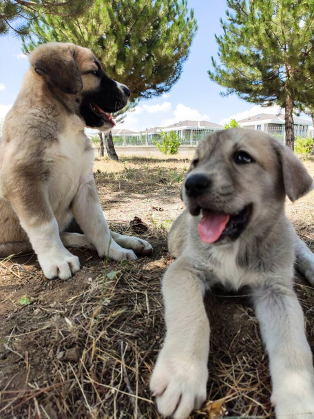Puppy, Anadolu Çoban Köpeği. Bahçede kardeşiyle oynuyor... - Fotoğraf, Görsel
