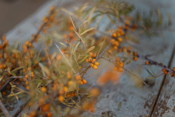 Sanddornzweig auf dem blauen Tischhintergrund. Sommer- und Herbsternte, nützliche Beeren zur Heilung von heißem Tee - Foto, Bild