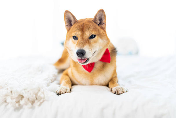 Pet Lover concept. Japanese dog on the bed in bedroom. Shiba Inu dogs that lying in the white bedroom. Shiba Inu is a Japanese dog that is famous throughout the world. - Photo, Image