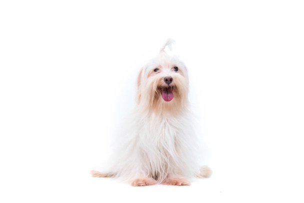 Pet Lover concept. Maltese dog long hair on the bed looking a camera. Happy maltese dog in white bed room. - Photo, Image