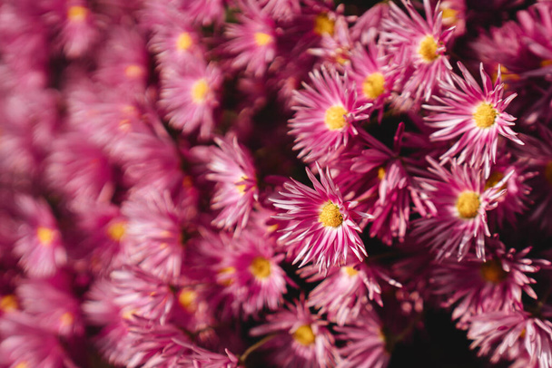 chrysanthemum flowers wallpaper background. - Photo, Image